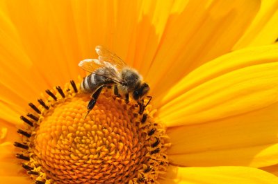 Bee